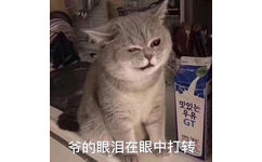 猫咪表情包 爷的眼泪在眼中打转