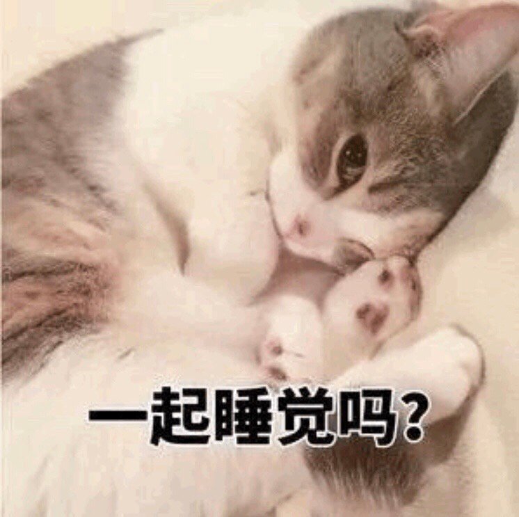 一起睡觉吗 - 猫咪：一起睡觉觉嘛？ ​