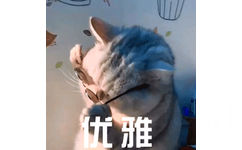 猫咪脱下眼镜 GIF 优雅