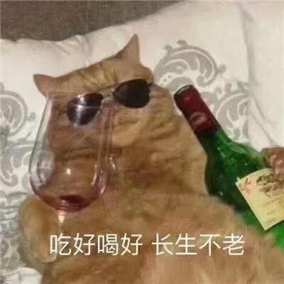 吃好喝好长生不老(猫咪喝红酒表情包)