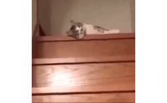 猫咪下楼梯 GIF 动图