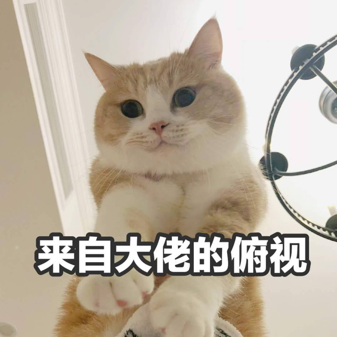 来自大佬的俯视(猫咪)