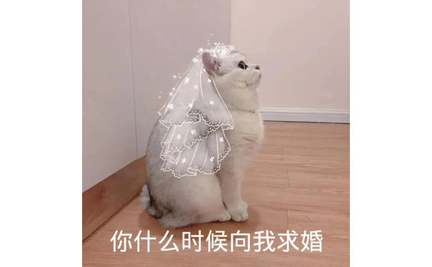 你什么时候向我求婚（猫咪婚纱头）