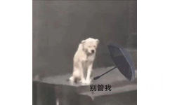 别管我(狗狗淋雨表情包)