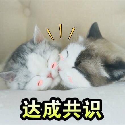 达成共识 - 一组猫咪斗图表情 一起吸猫