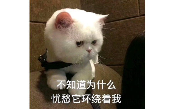 不知道为什么忧愁它环绕着我（猫咪）