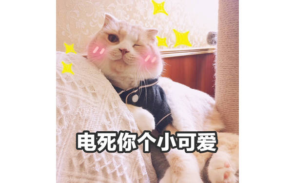 电死你个小可爱(猫咪)