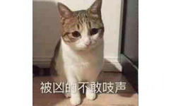 被凶的不敢吱声（猫咪）