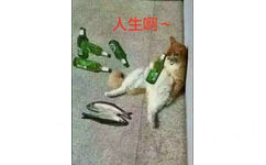 变脸猫喝啤酒吃咸鱼，人生啊~