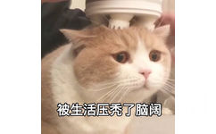 被生活压秃了脑阔（猫咪）