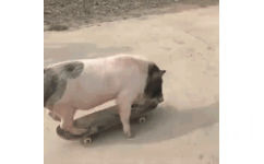 猪猪玩滑板 GIF 动图
