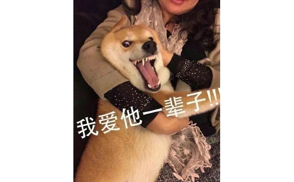 doge 我爱他一辈子！！好了，不要再说了 - 追星日常表情包