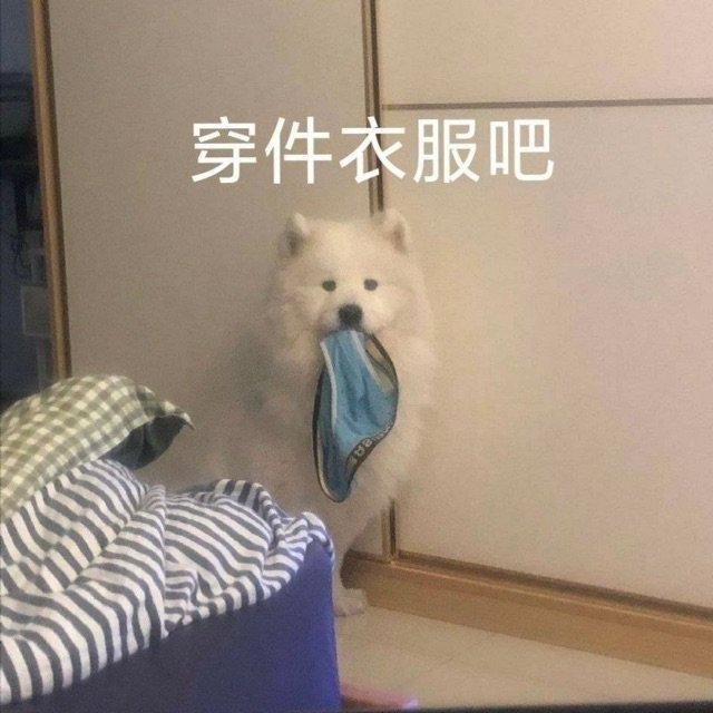 穿件衣服吧(狗狗表情包)