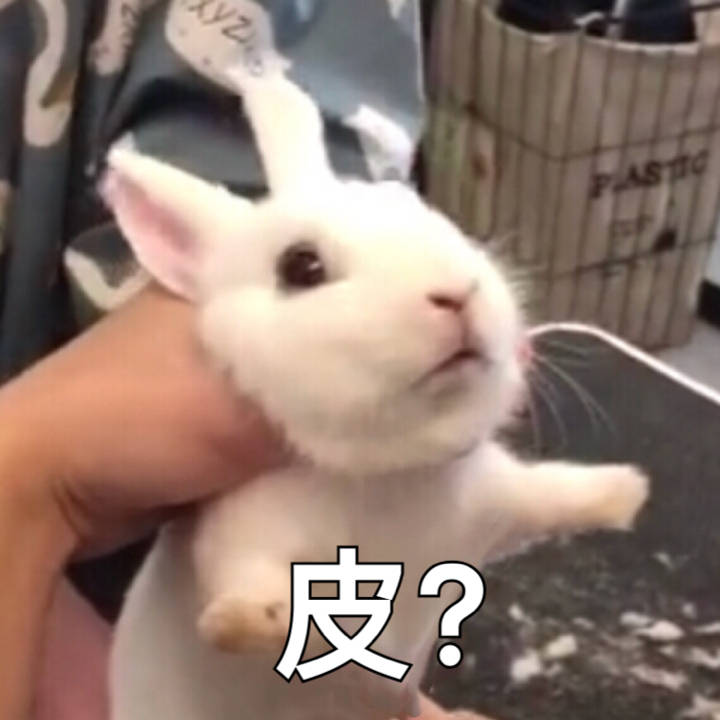 让你皮？（兔子）