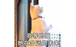 我等的猫，她在多远的未来