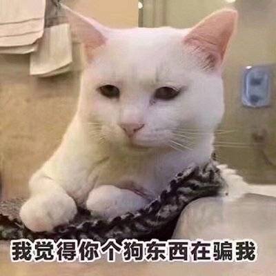 我觉得你个狗东西在骗我（猫咪）