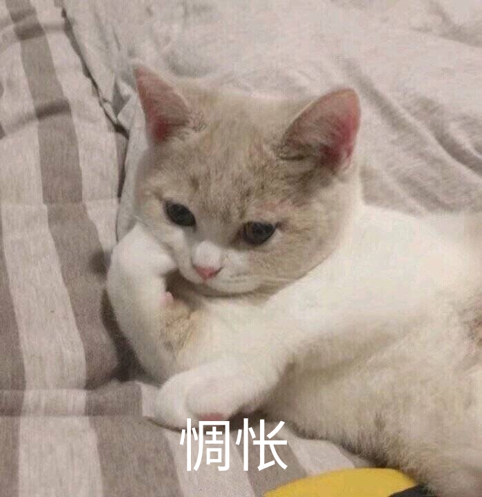 惆怅（猫咪）