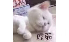 虚弱猫猫表情包