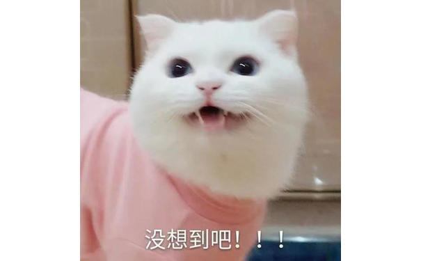 没想到吧!!!(猫咪表情包)