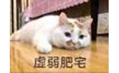 虚弱肥宅(猫咪表情包)