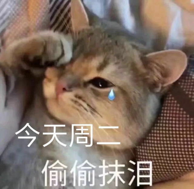 今天周二偷偷抹泪(猫咪表情包)