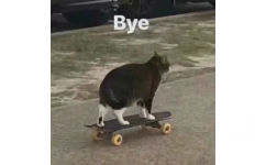 Bye (猫咪滑板表情包)