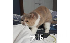 猫咪我恨