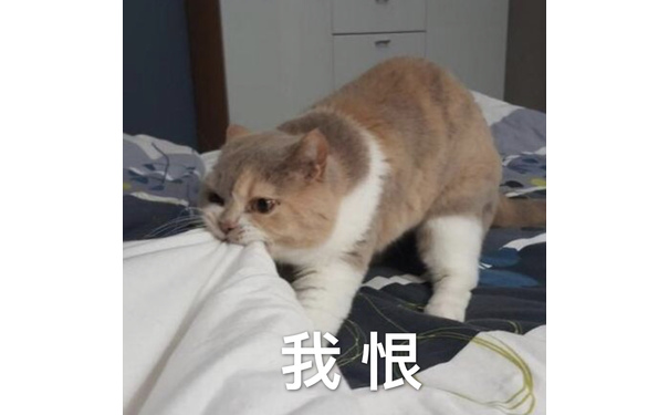 猫咪我恨