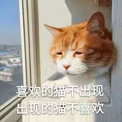 喜欢的猫不出现出现的猫不喜欢