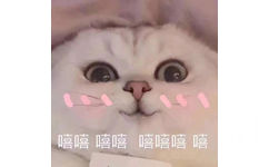 嘻嘻嘻  猫咪