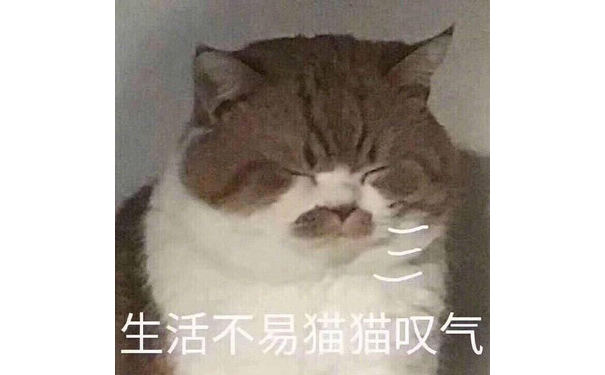 生活不易猫猫叹气