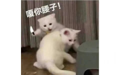 嗄你腰子!(猫猫表情包)