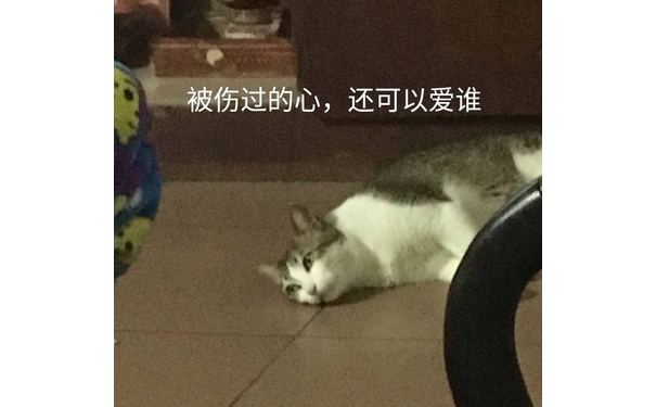 被伤过的心，还可以爱谁（猫咪）