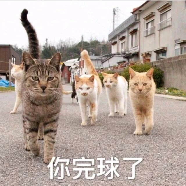 你完球了（猫咪）