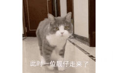 此时一位靓仔走来了(猫咪 GIF 动图表情包)