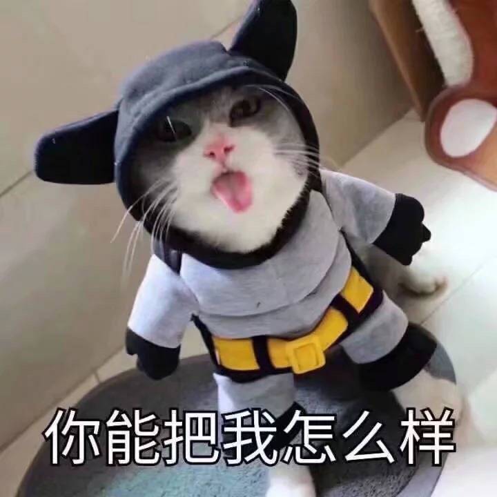 你能把我怎么样？（猫咪）