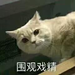 围观戏精(猫咪)