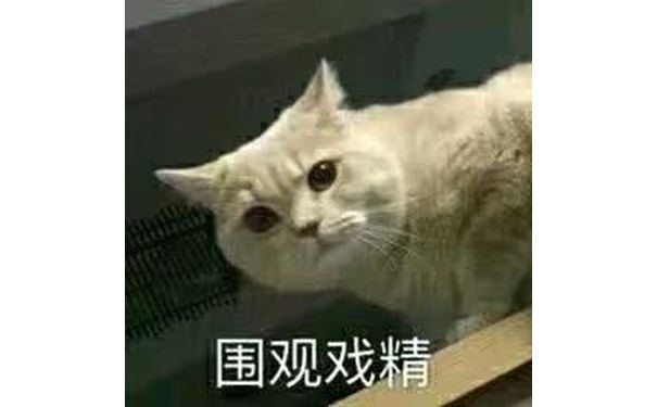 围观戏精(猫咪)