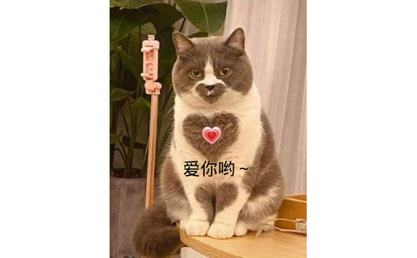 爱你哟 猫咪表情包