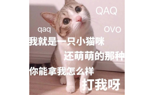 我就是一直小猫咪  还萌萌的那种  你能拿我怎么样 打我呀 qaq - 一组萌萌的小猫咪表情包