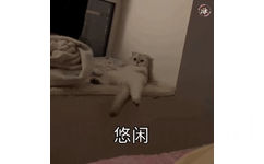 猫咪悠闲摇尾巴 GIF