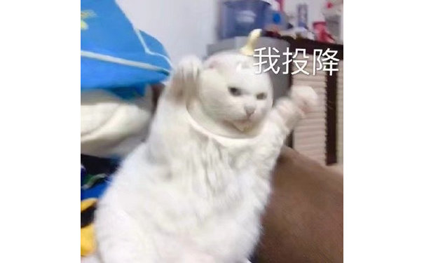 猫咪我投降