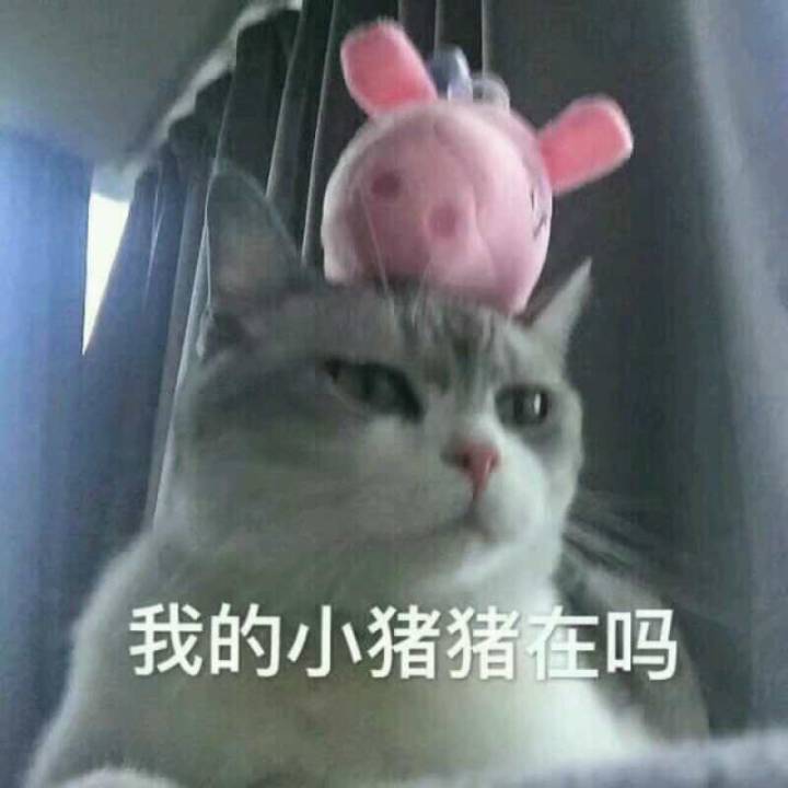 我的小猪猪在吗(猫咪)