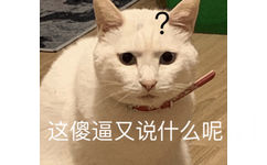 这傻逼又说什么呢(猫咪表情包)