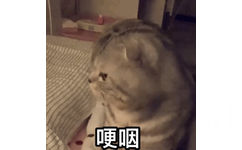 猫咪哽咽 GIF