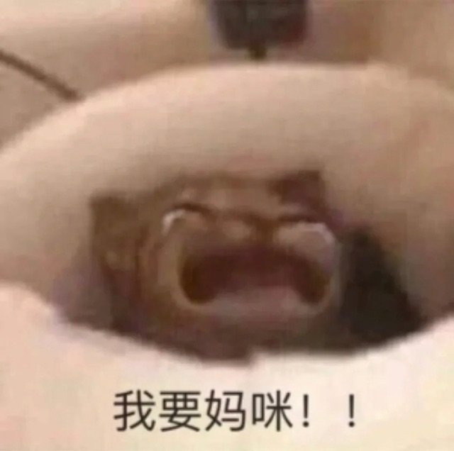 我要妈咪!!(妈宝猫咪表情包)