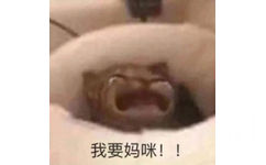 我要妈咪!!(妈宝猫咪表情包)