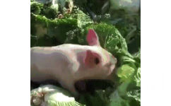 猪猪拱白菜动图