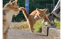 社会猫 - 社会猫系列