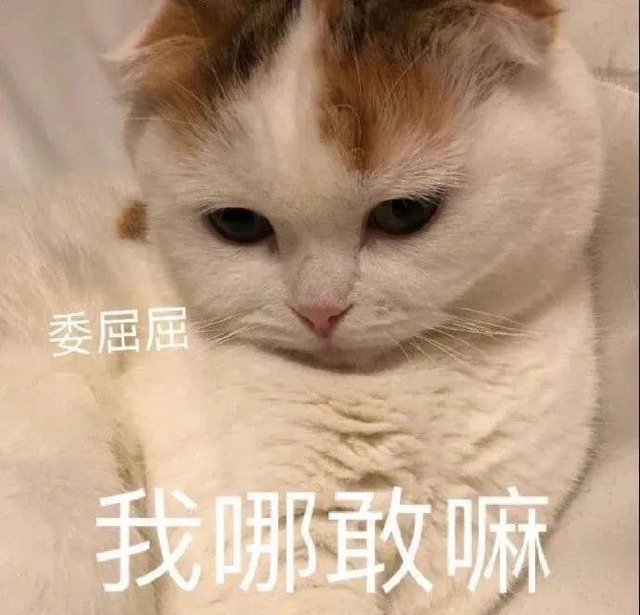 委屈屈我哪敢嘛(猫咪表情包)